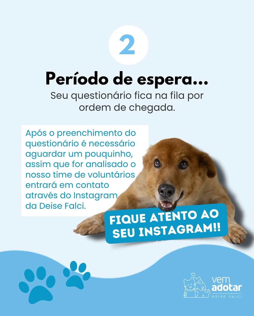 Pet available for adoption - Image 3 of 7