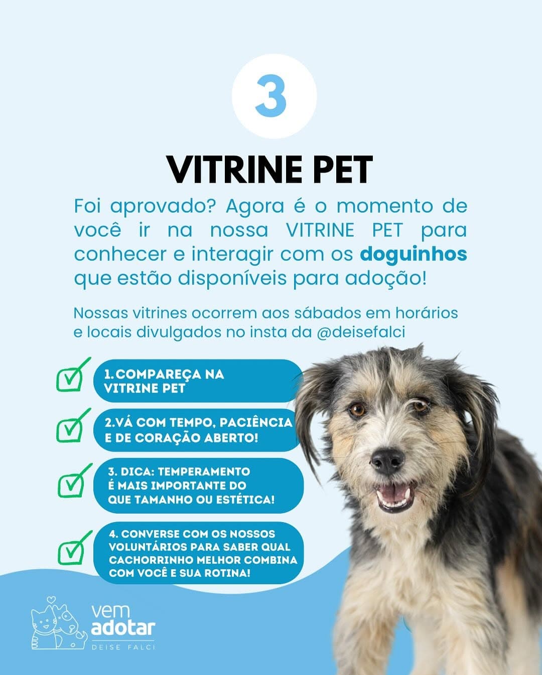 Pet available for adoption - Image 4 of 7