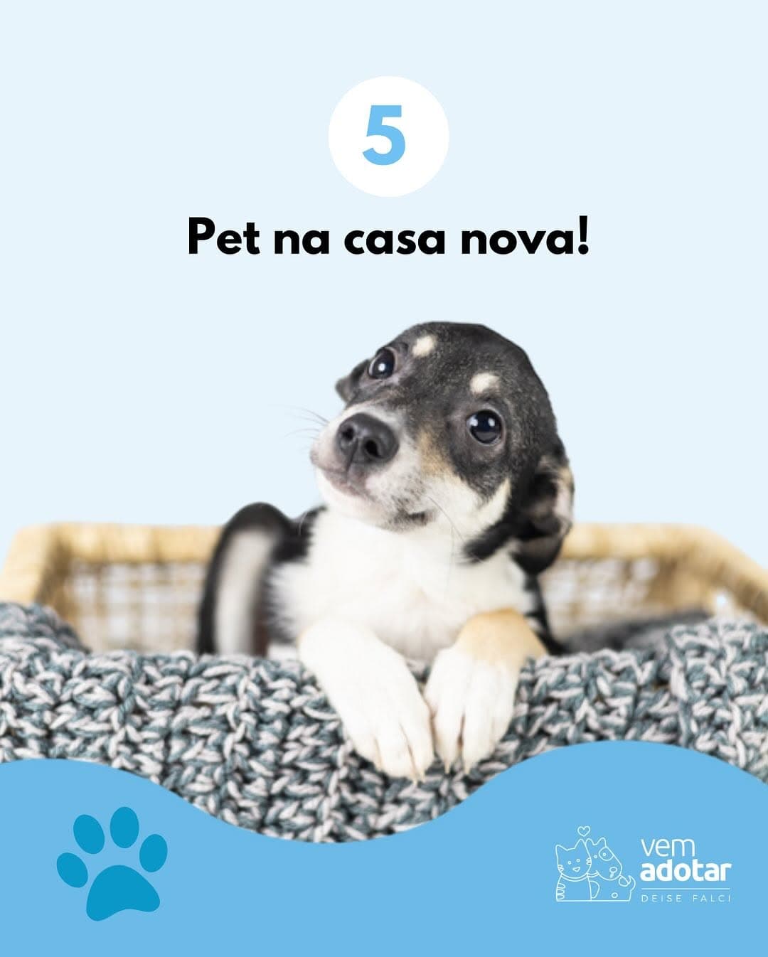 Pet available for adoption - Image 6 of 7