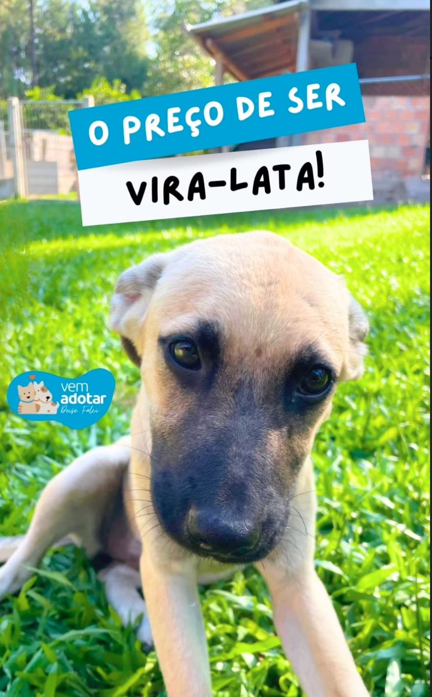 Como ajudar animais para adoção - Informações sobre doações