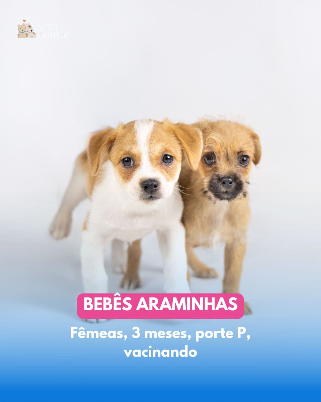 Bebês Araminhas — pet para adoção em Porto Alegre