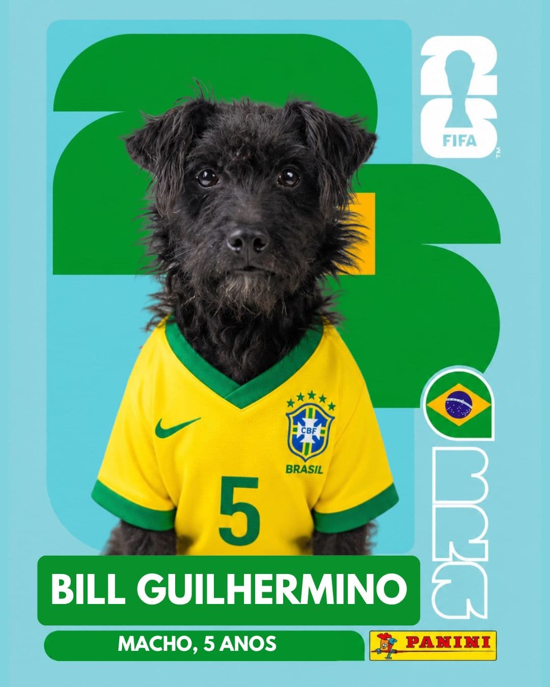 Bill Guilhermino — pet para adoção em Porto Alegre