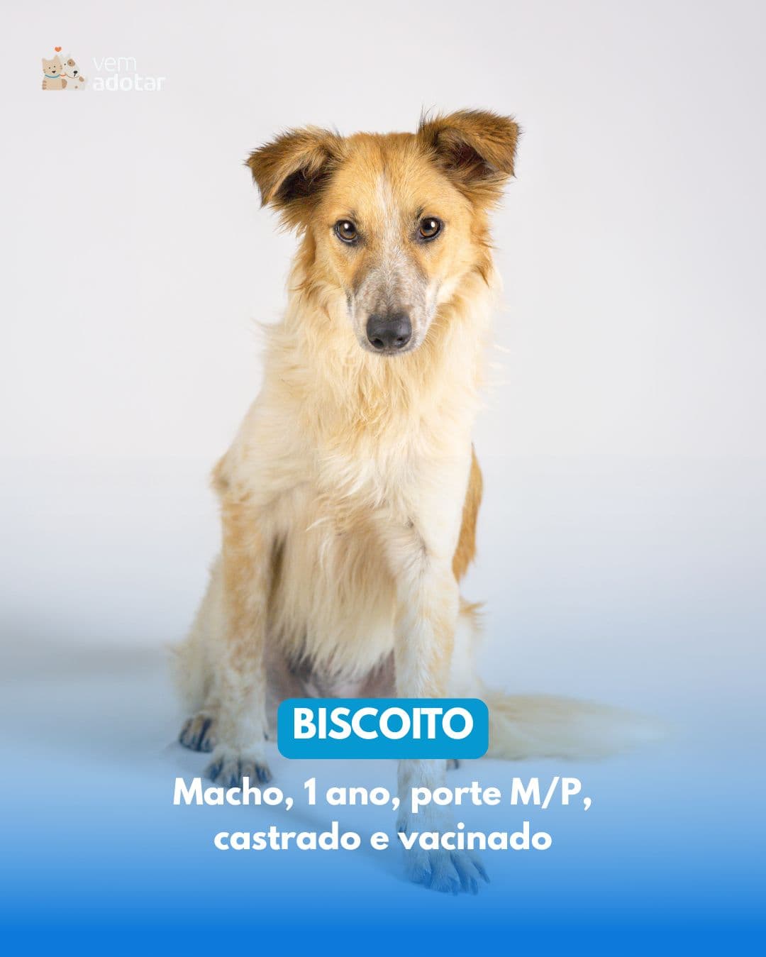 Biscoito — pet para adoção em Porto Alegre