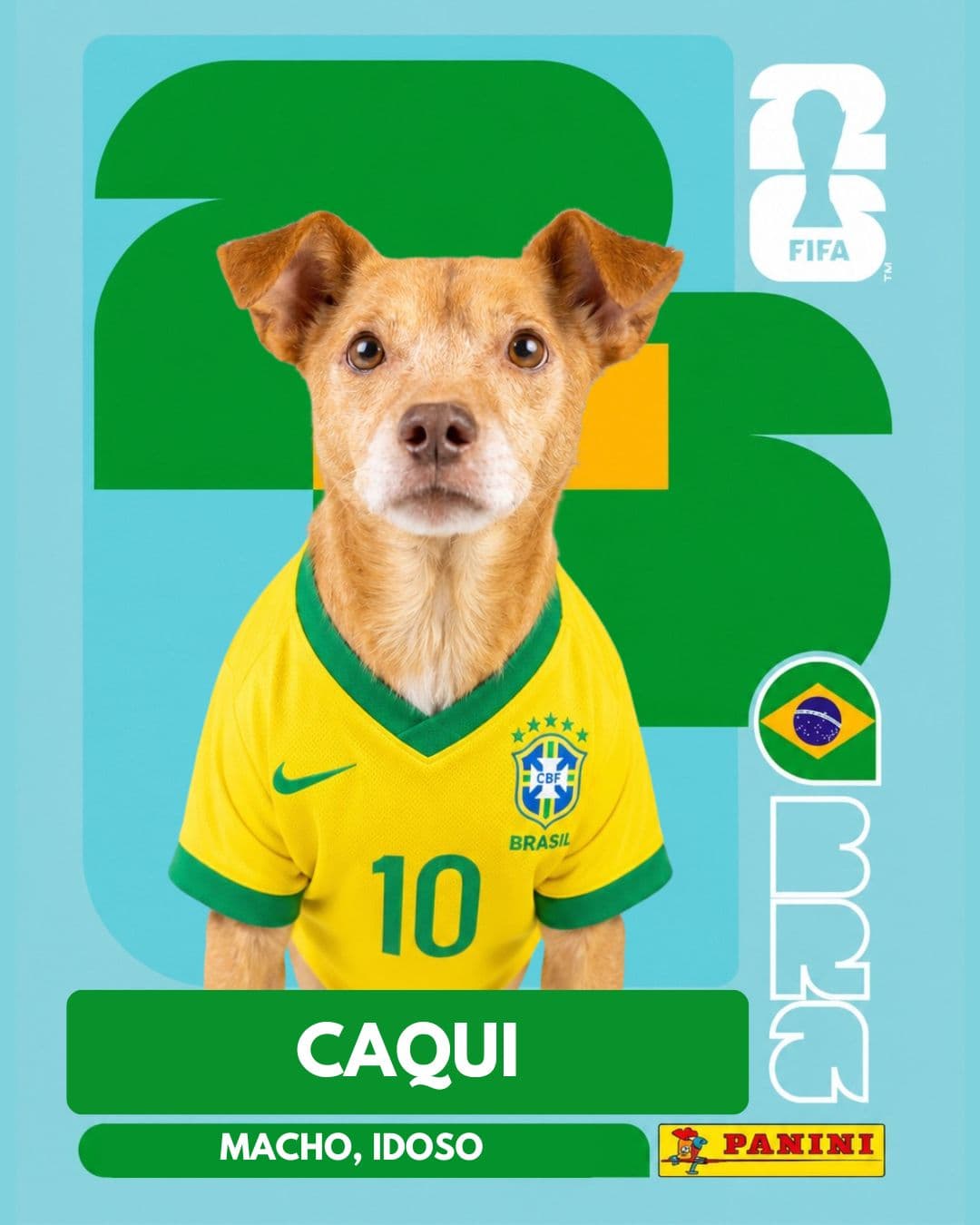 Caqui — pet para adoção em Porto Alegre