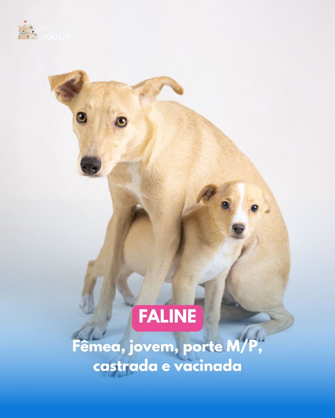 Faline — pet para adoção em Porto Alegre