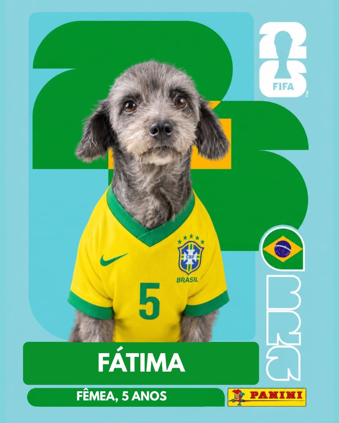 Fátima — pet para adoção em Porto Alegre