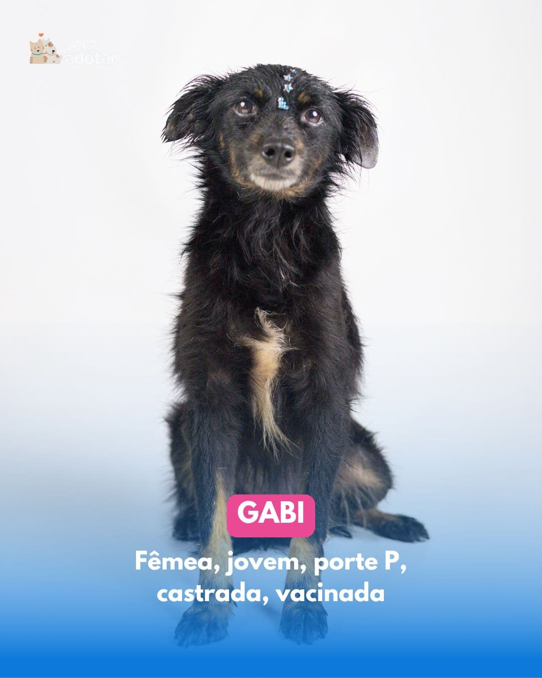 Gabi — pet para adoção em Porto Alegre