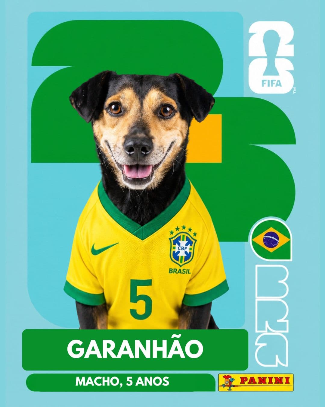 Garanhão — pet para adoção em Porto Alegre