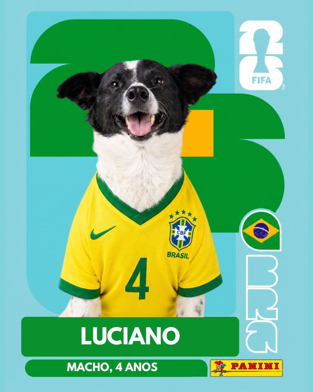Luciano — pet para adoção em Porto Alegre