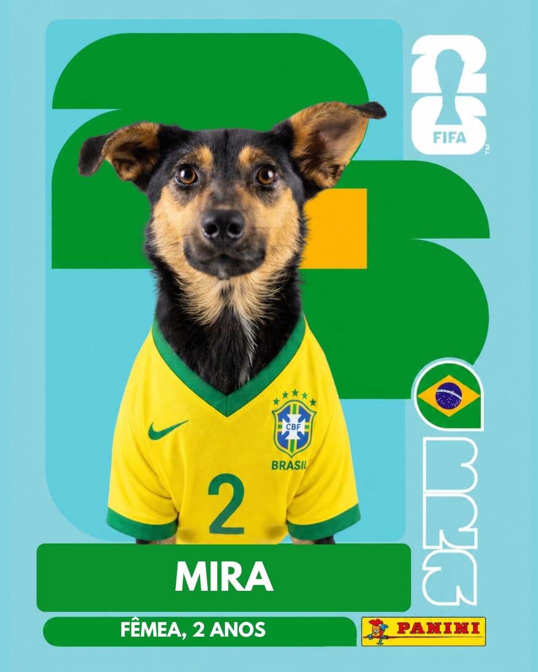 Mira — pet para adoção em Porto Alegre