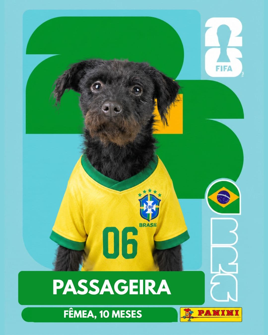 Passageira — pet para adoção em Porto Alegre
