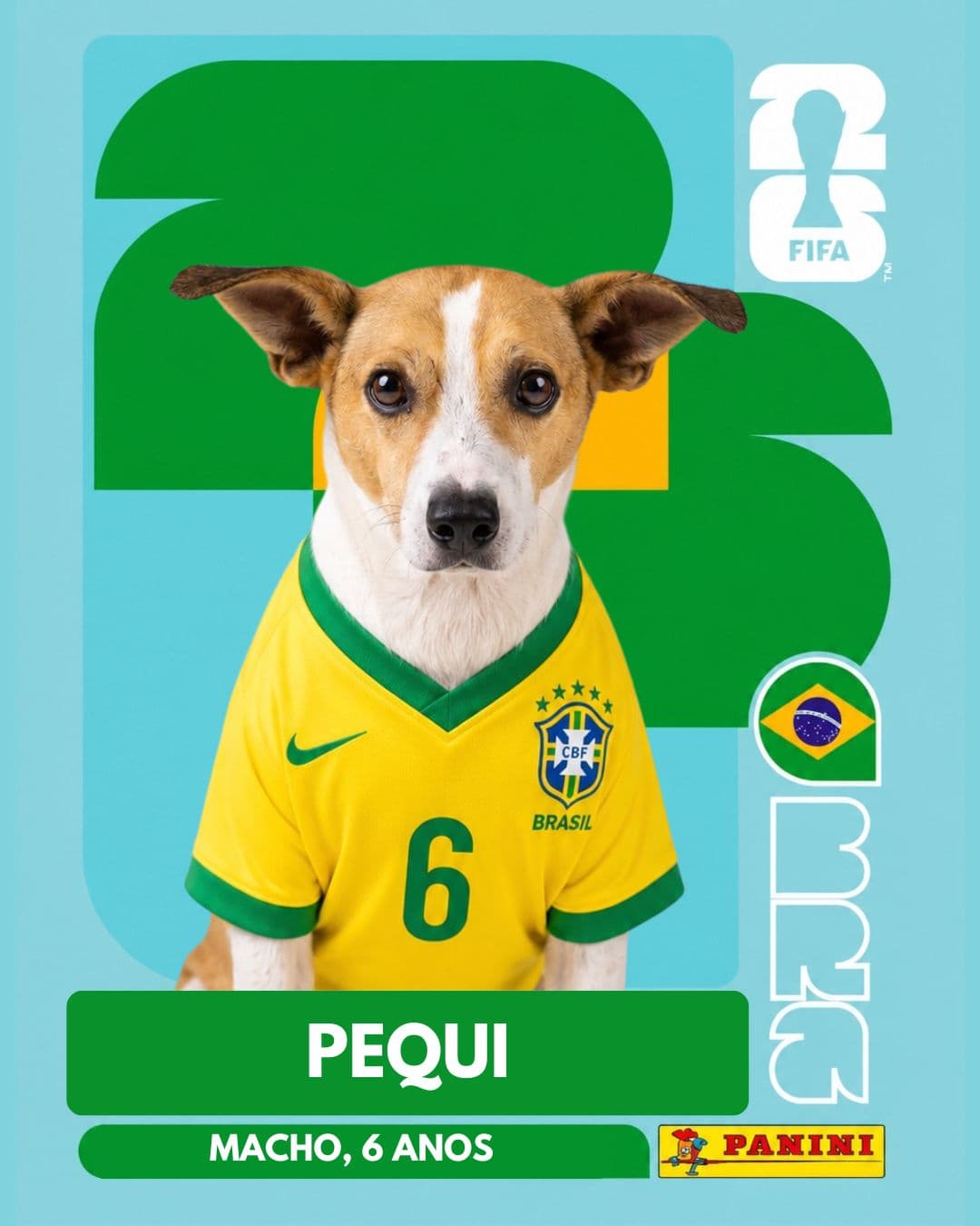 Pequi — pet para adoção em Porto Alegre
