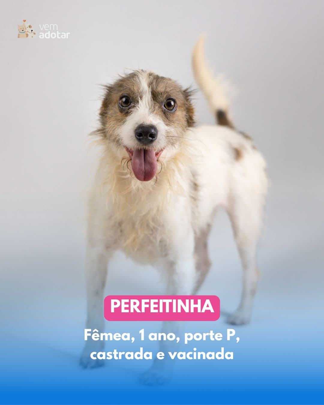 Perfeitinha — pet para adoção em Porto Alegre
