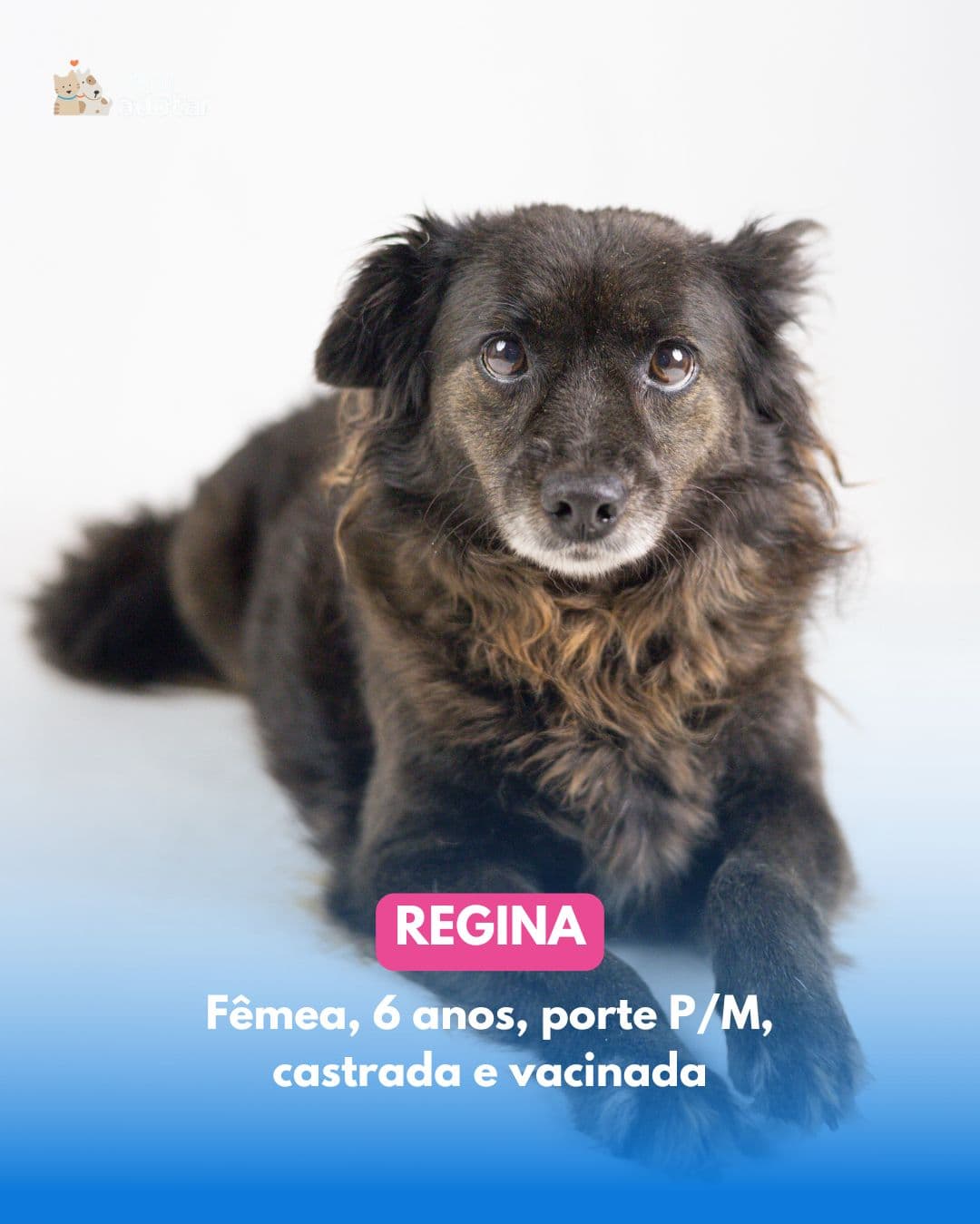 Regina — pet para adoção em Porto Alegre