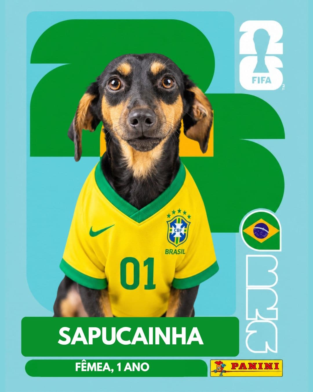 Sapucainha — pet para adoção em Porto Alegre