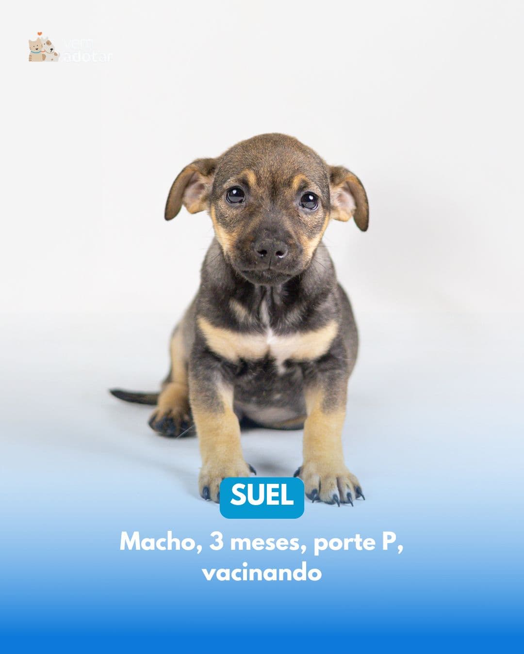 Suel — pet para adoção em Porto Alegre