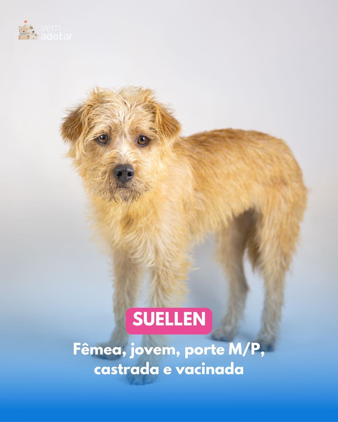 Suellen — pet para adoção em Porto Alegre