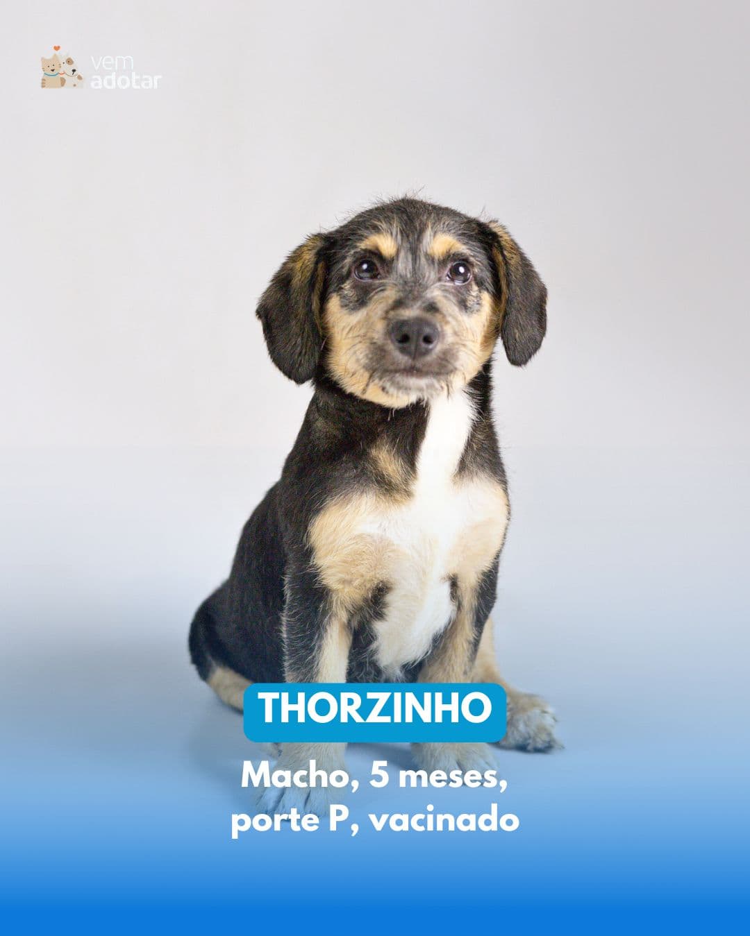 Thorzinho — pet para adoção em Porto Alegre