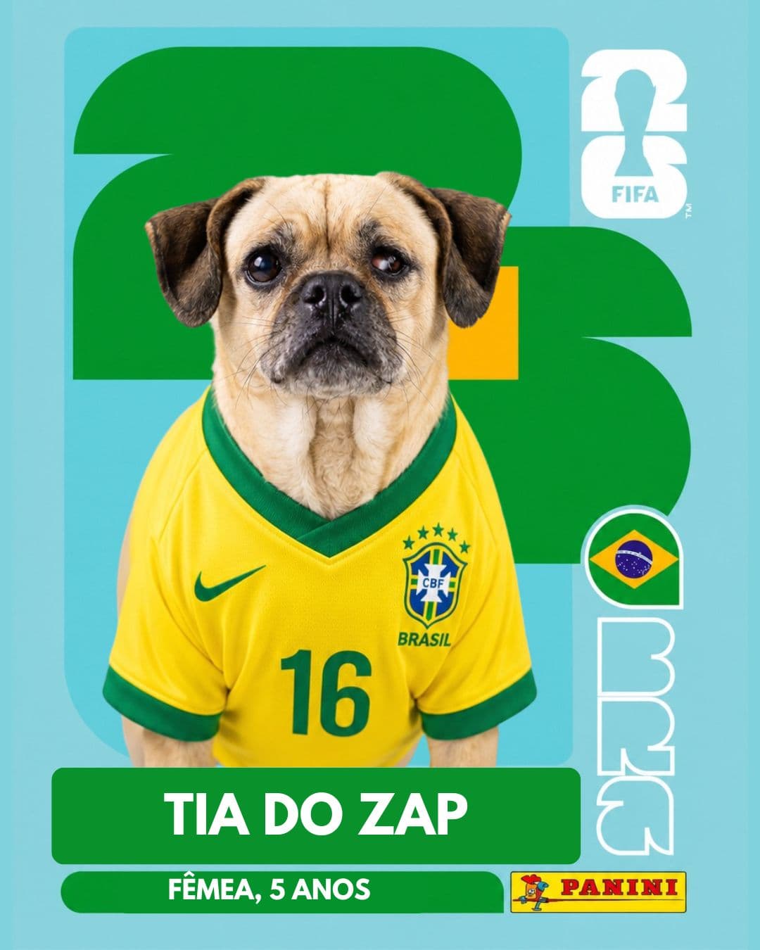 Tia do Zap — pet para adoção em Porto Alegre