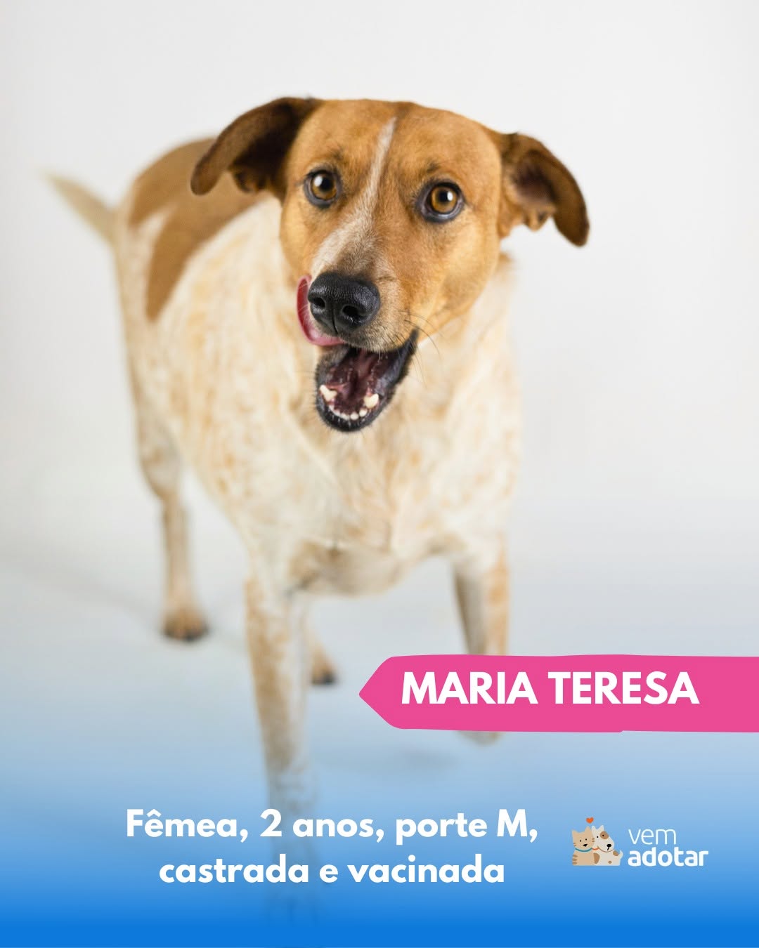 Maria Teresa