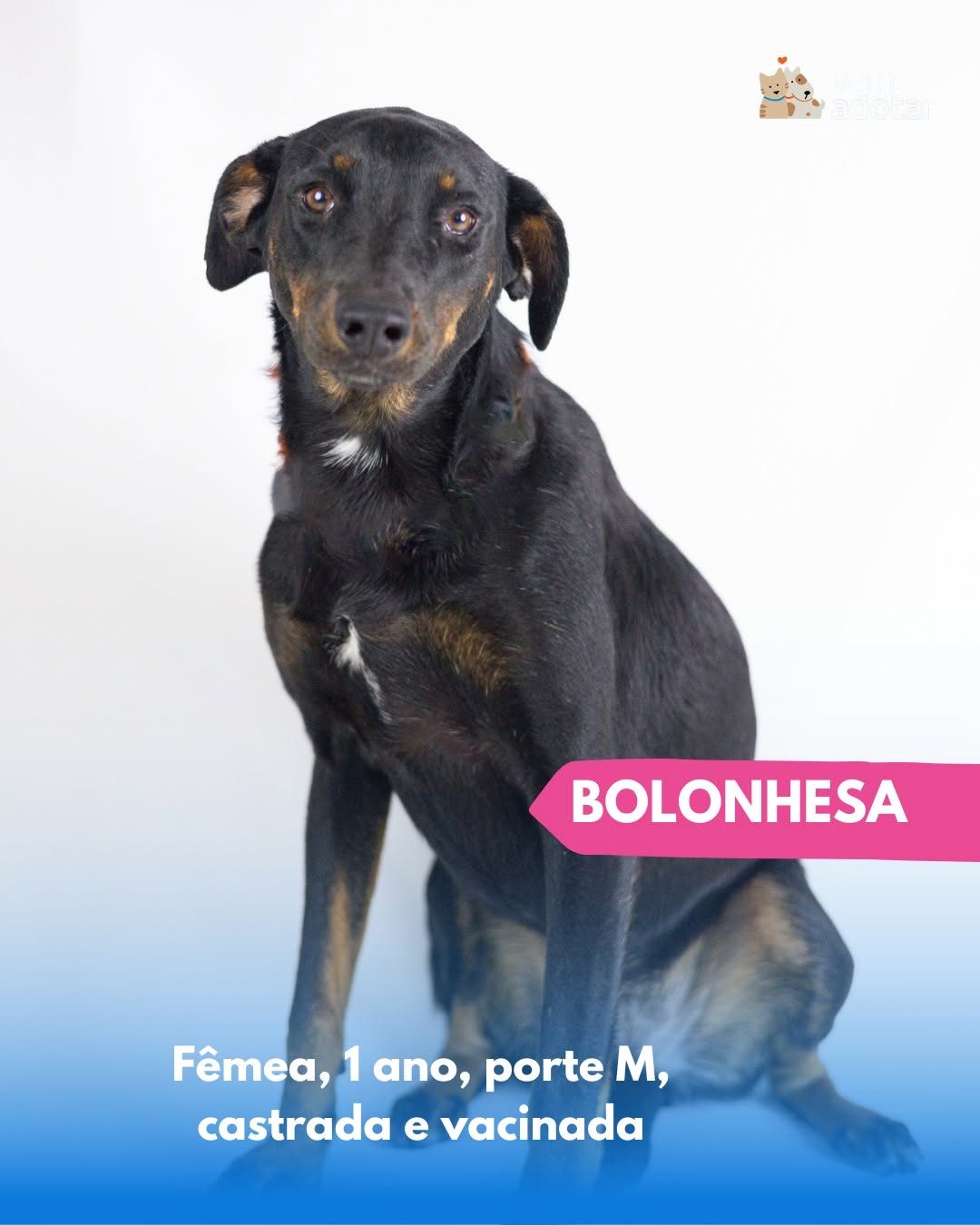 Bolonhesa