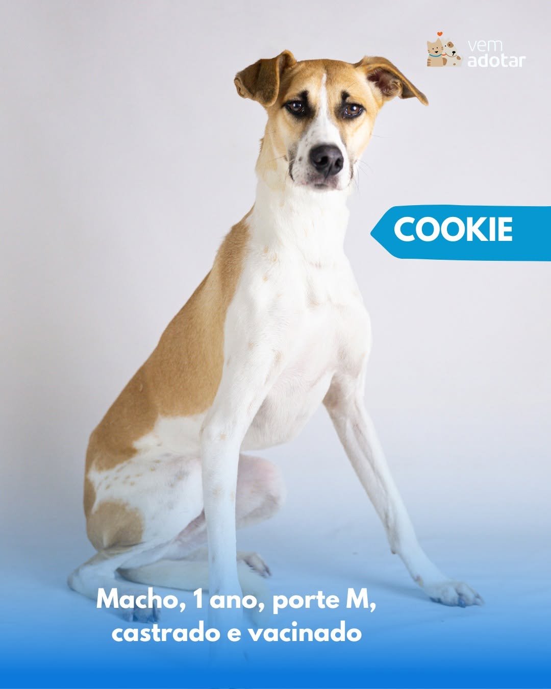 Cookie