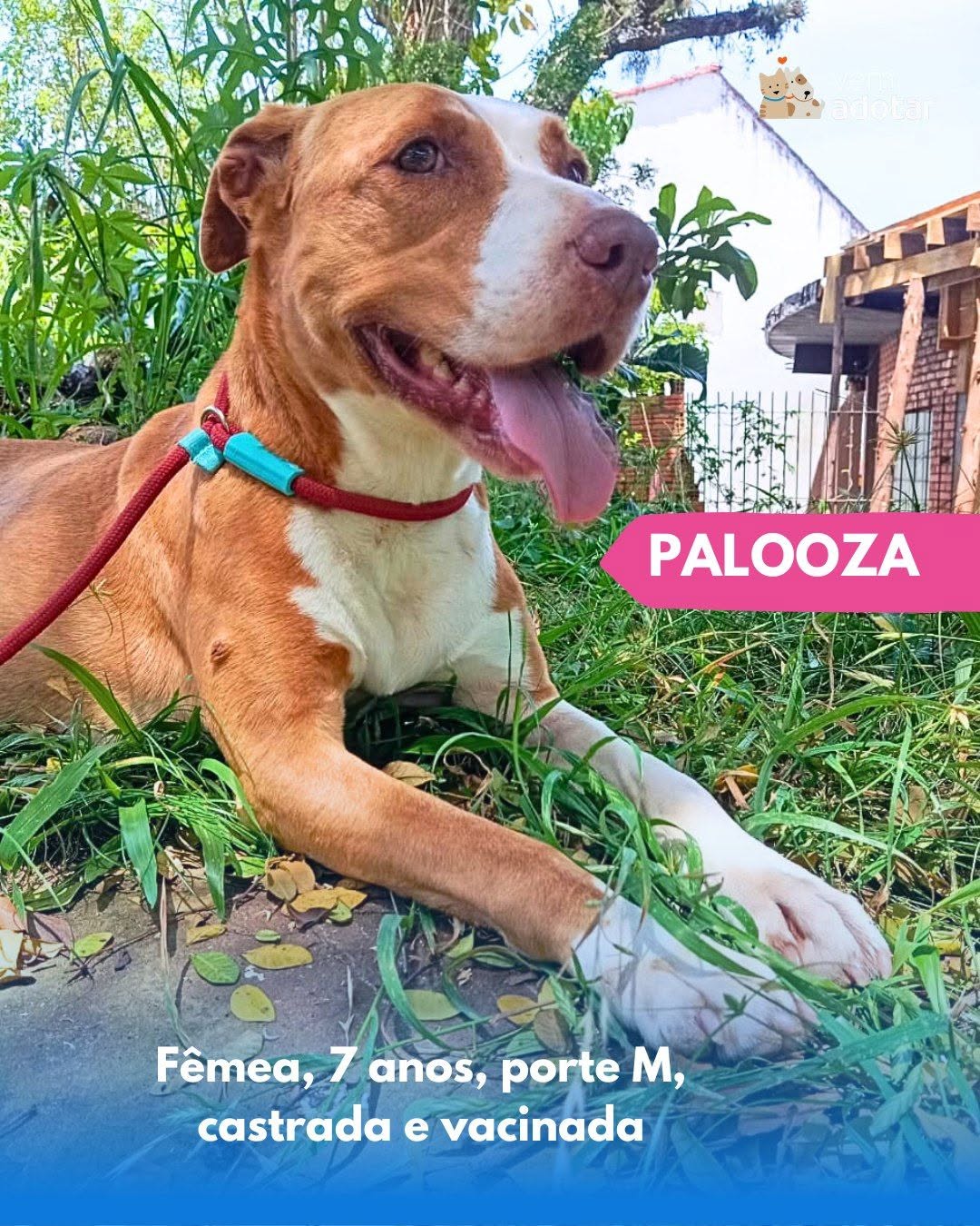 Palooza