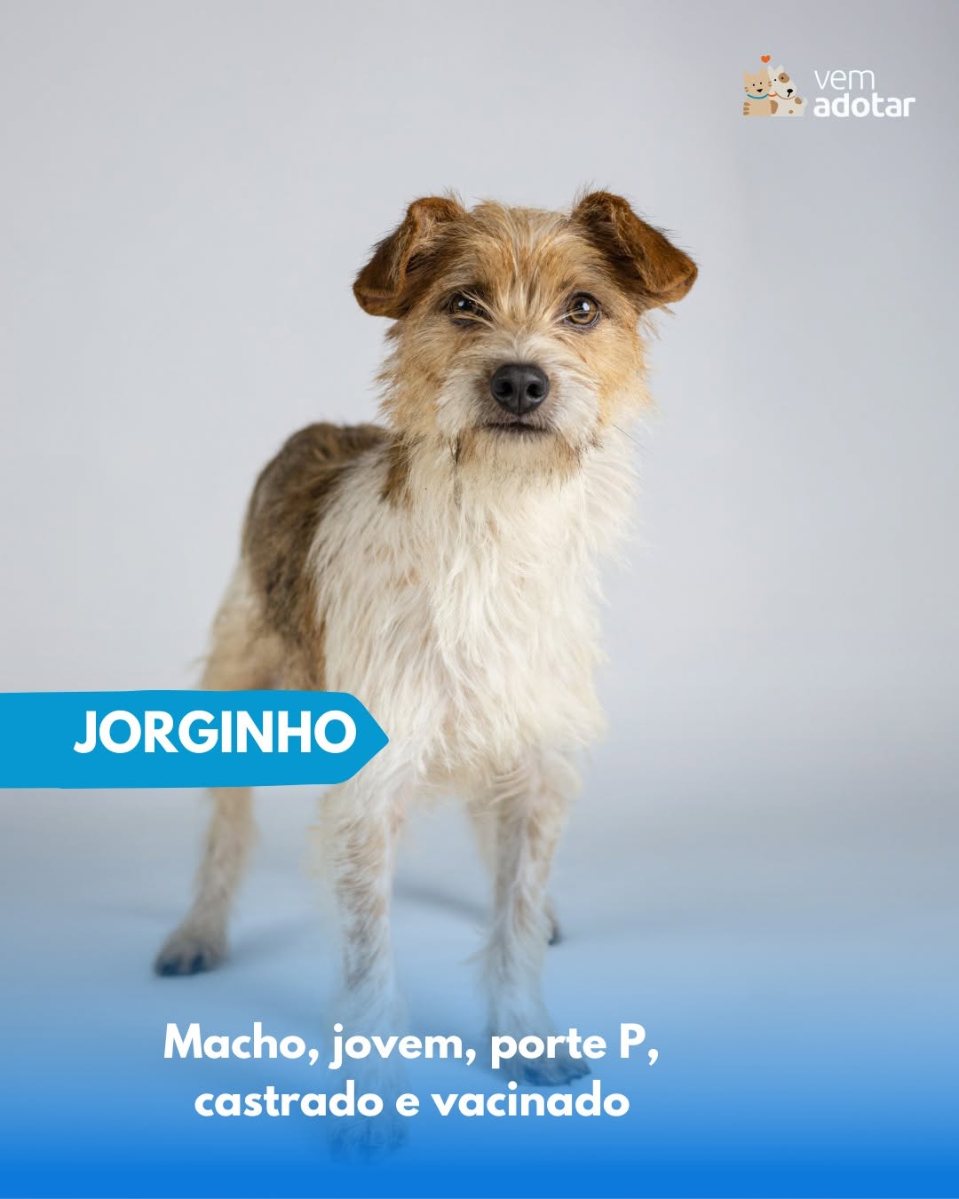 Jorginho