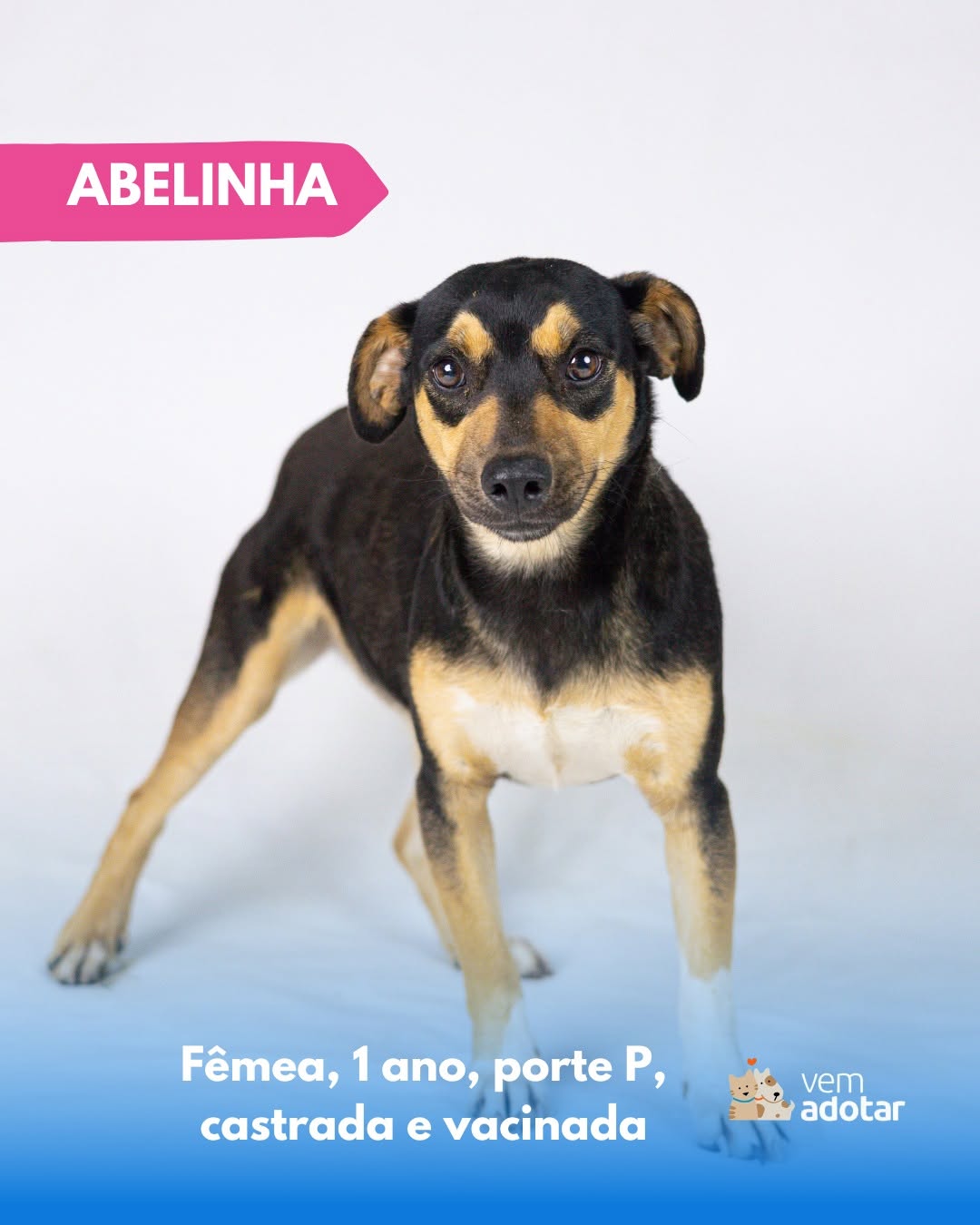Abelinha