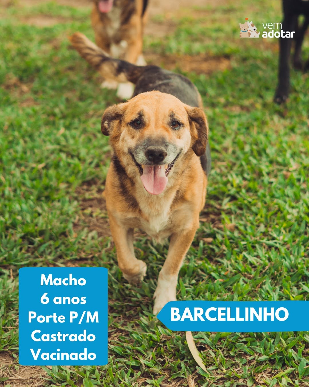 Barcellinho