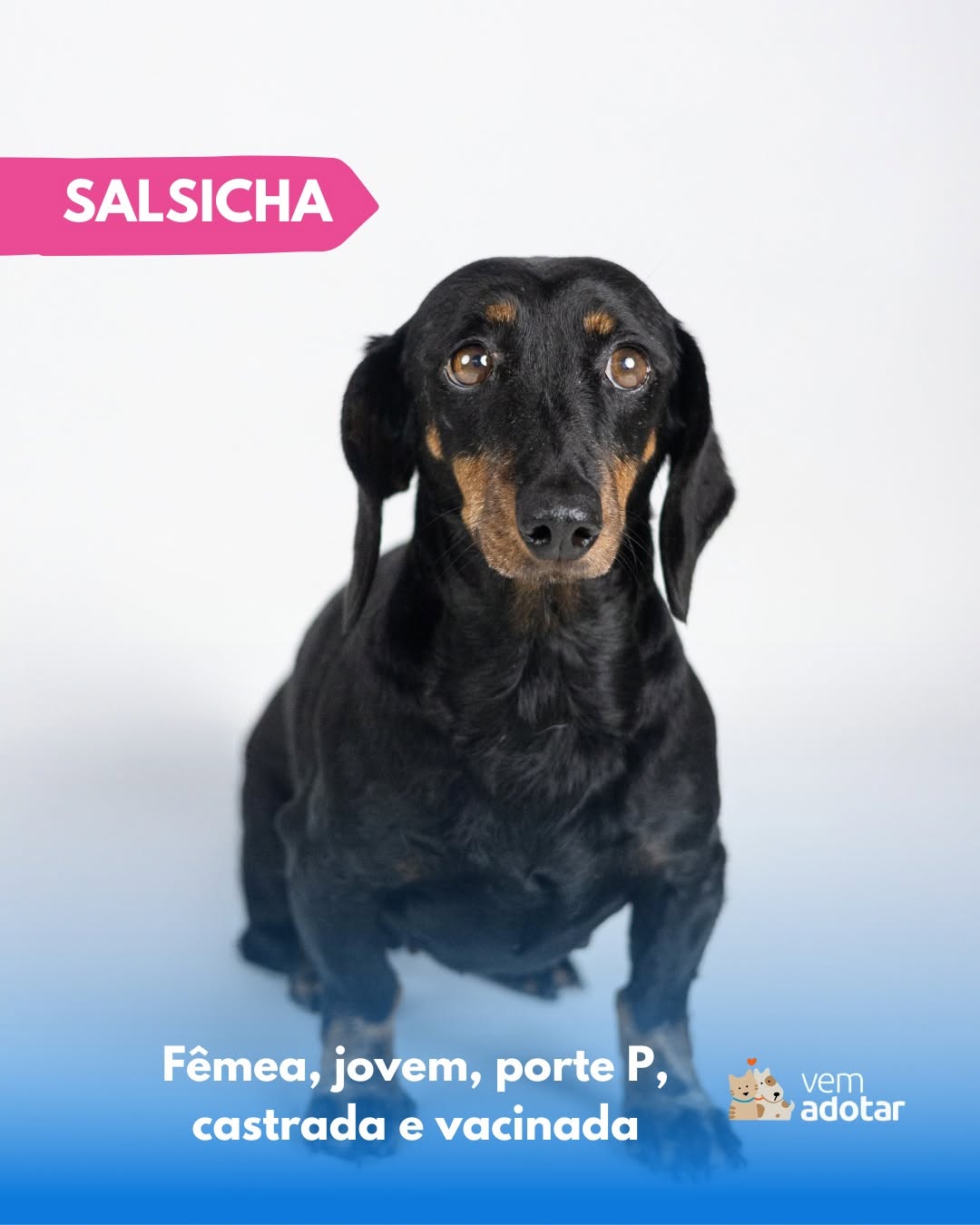 Salsicha