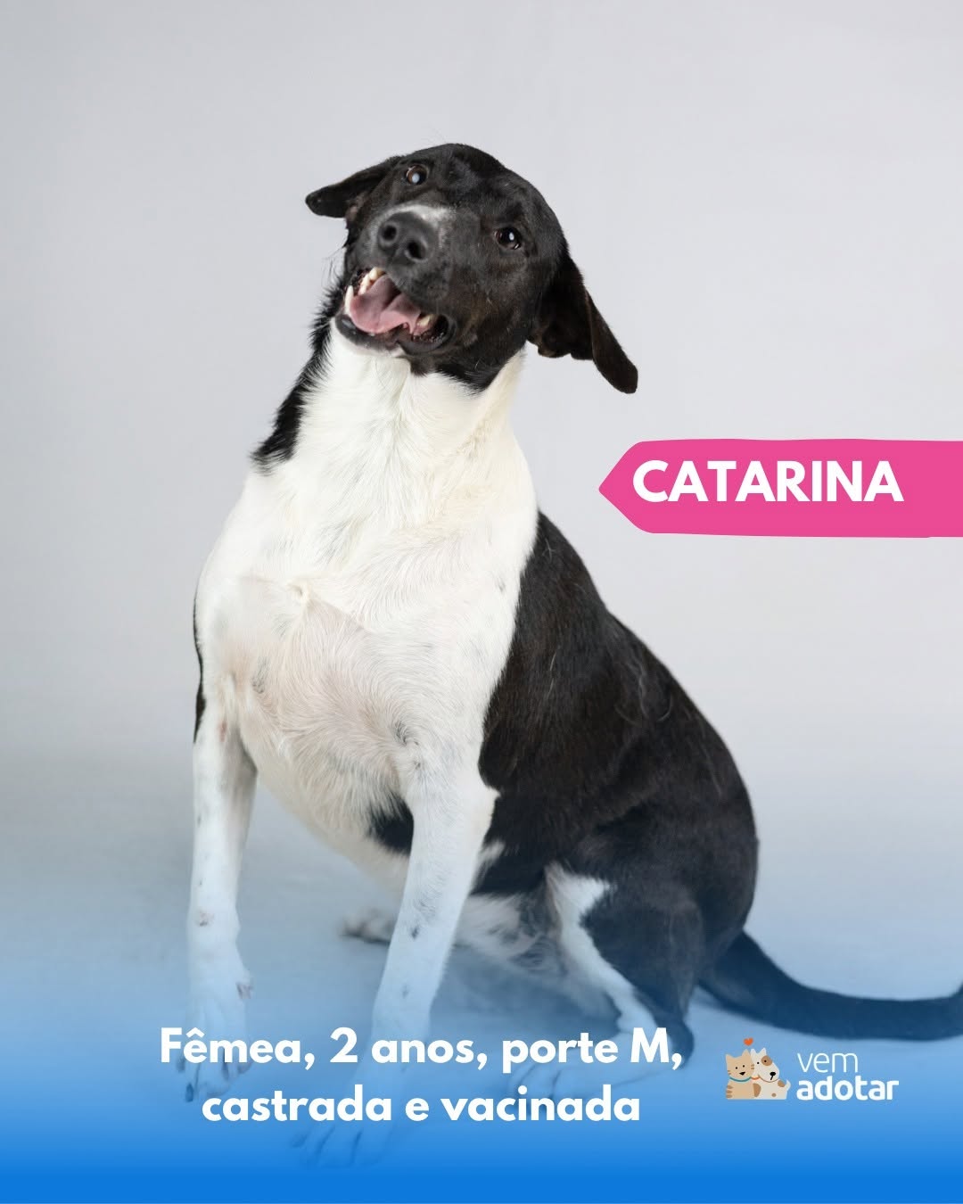 Catarina