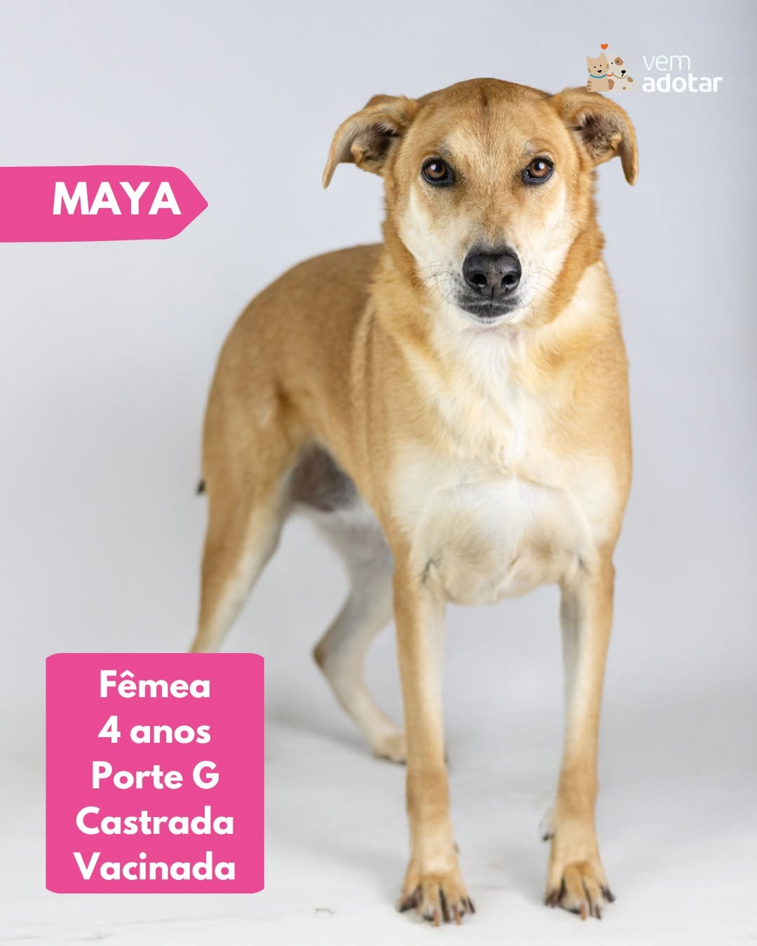 Maya